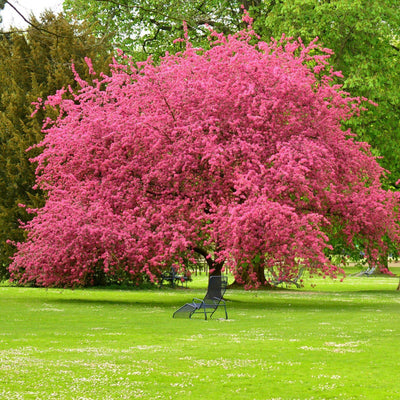 The Living Urn with a Voucher for a Tree - Lotus