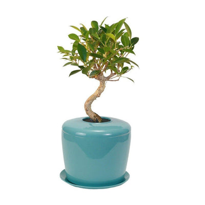 The Living Urn Indoors / Patio - Lotus