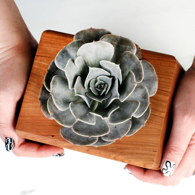 The Living Urn Planter - Lotus