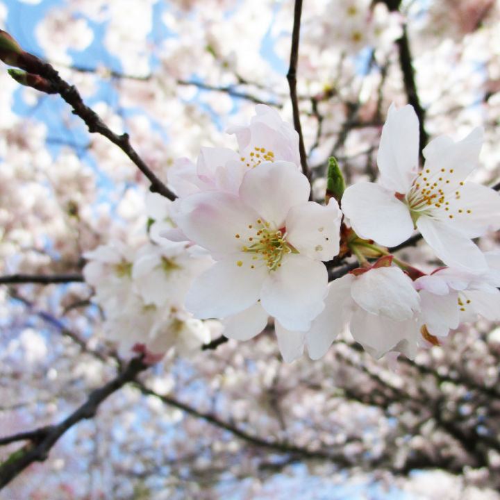Akebono Flowering Cherry - Lotus
