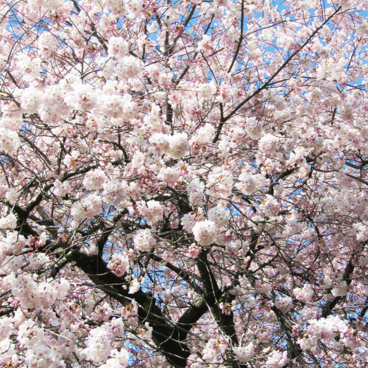 Akebono Flowering Cherry - Lotus