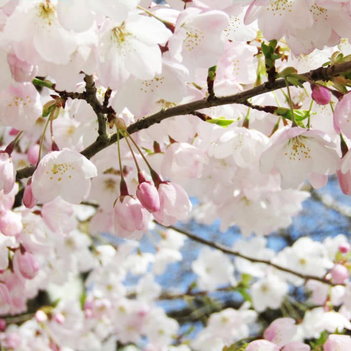 Akebono Flowering Cherry - Lotus