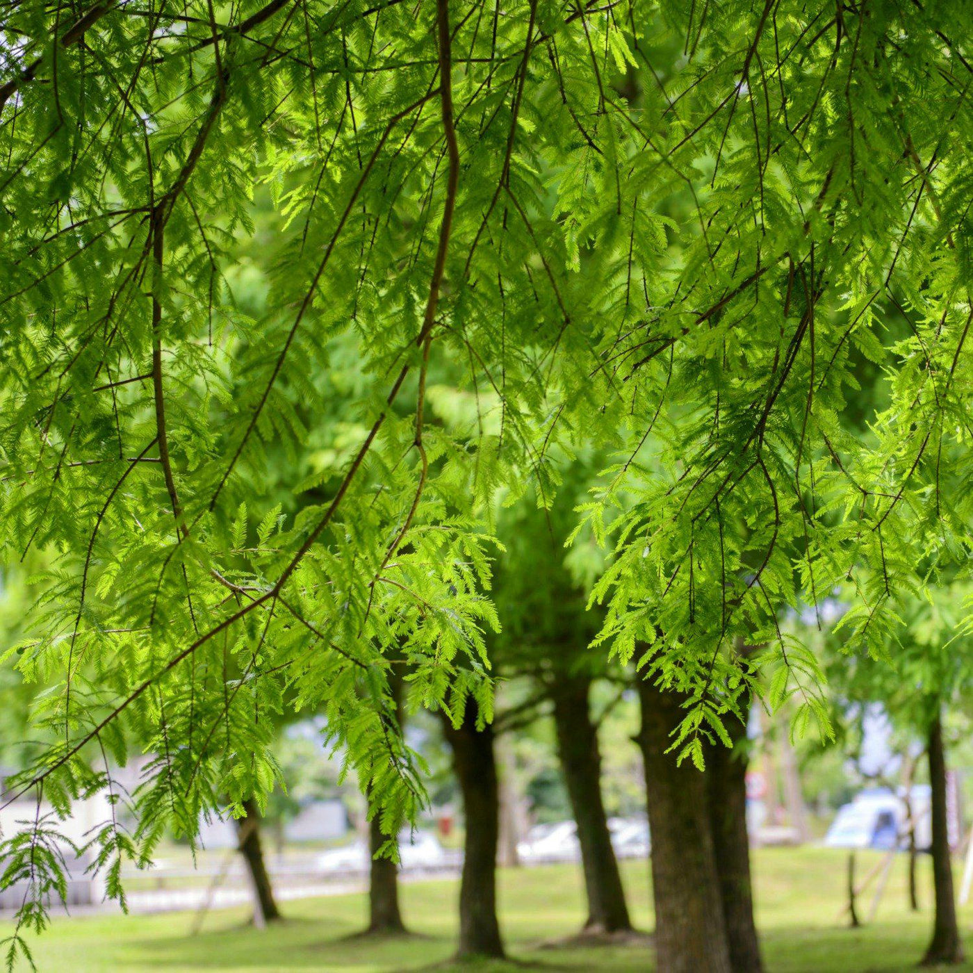 Bald Cypress - Lotus