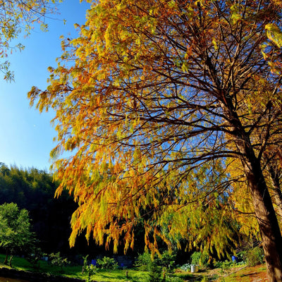 Bald Cypress - Lotus