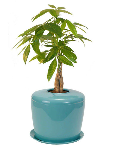The Living Urn Indoors / Patio - Lotus
