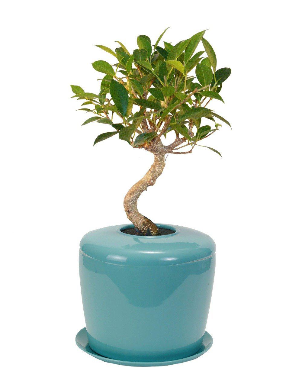 The Living Urn Indoors / Patio - Lotus