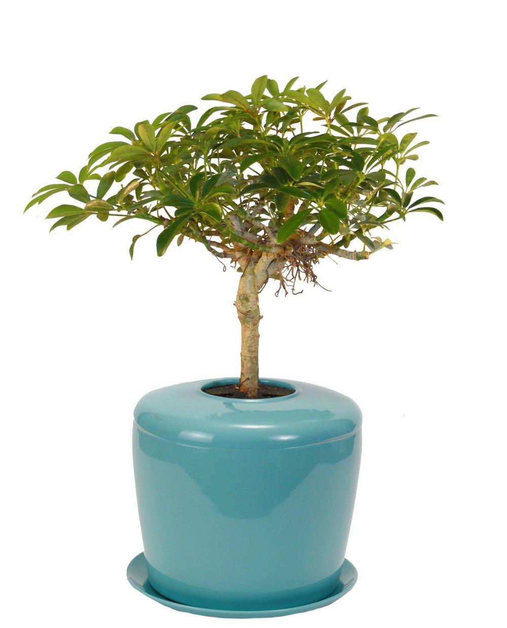The Living Urn Indoors / Patio - Lotus
