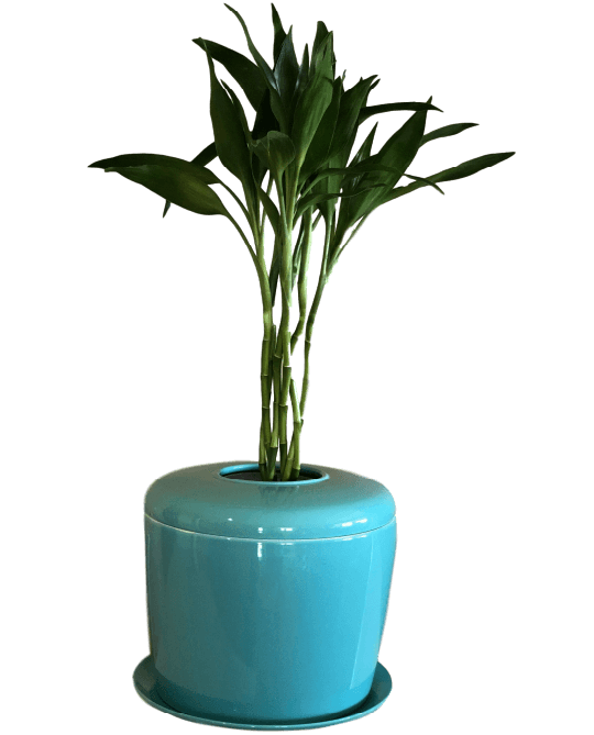 The Living Urn Indoors / Patio - Lotus
