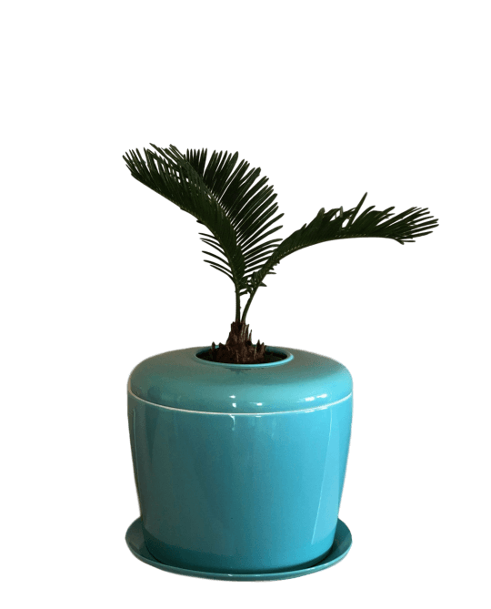The Living Urn Indoors / Patio - Lotus