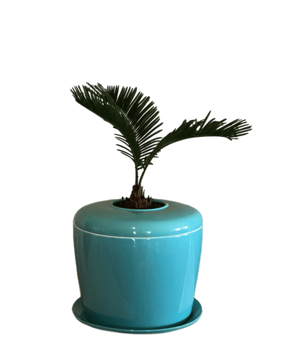 The Living Urn Indoors / Patio - Lotus