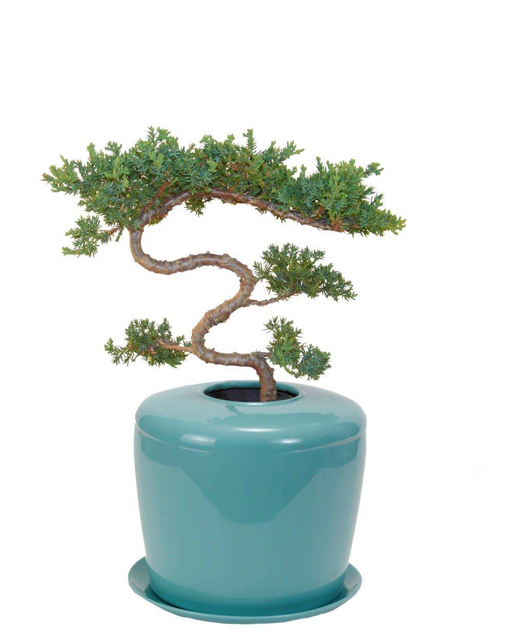 The Living Urn Indoors / Patio - Lotus