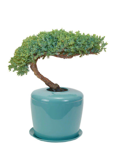 The Living Urn Indoors / Patio - Lotus