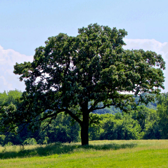 Bur Oak - Lotus