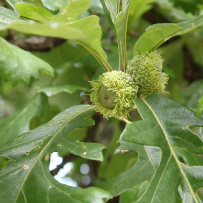 Bur Oak - Lotus