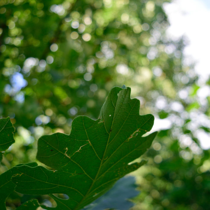 Bur Oak - Lotus