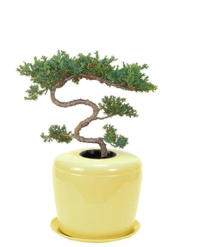 The Living Urn Indoors / Patio - Lotus