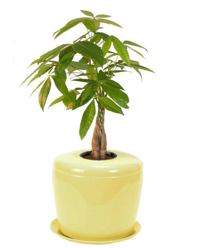 The Living Urn Indoors / Patio - Lotus