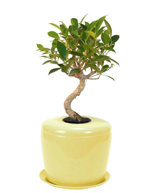 The Living Urn Indoors / Patio - Lotus