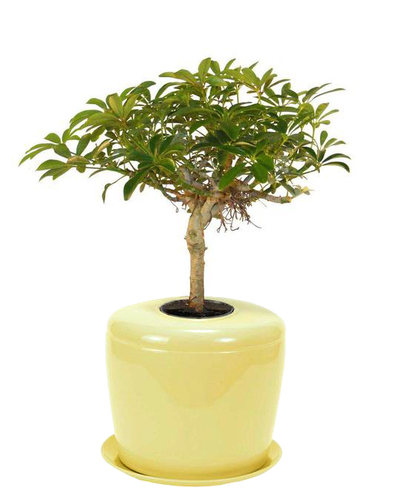 The Living Urn Indoors / Patio - Lotus