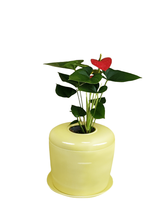 The Living Urn Indoors / Patio - Lotus