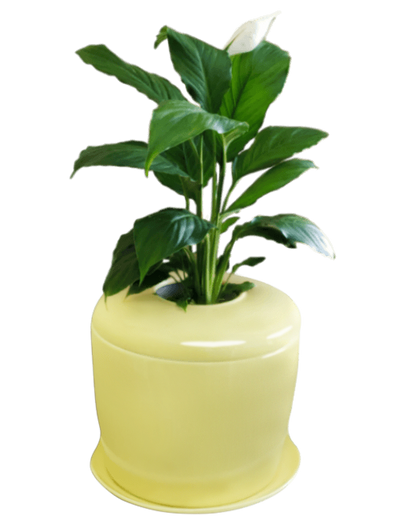 The Living Urn Indoors / Patio - Lotus