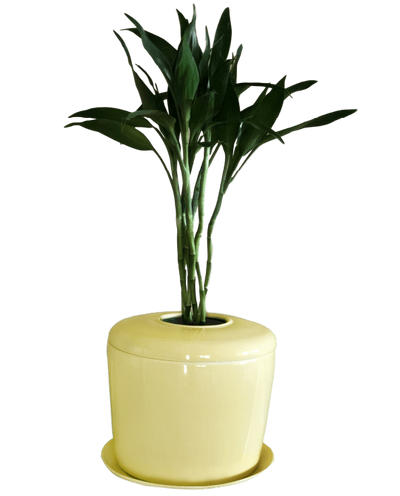 The Living Urn Indoors / Patio - Lotus
