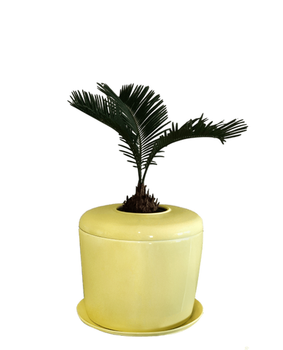 The Living Urn Indoors / Patio - Lotus