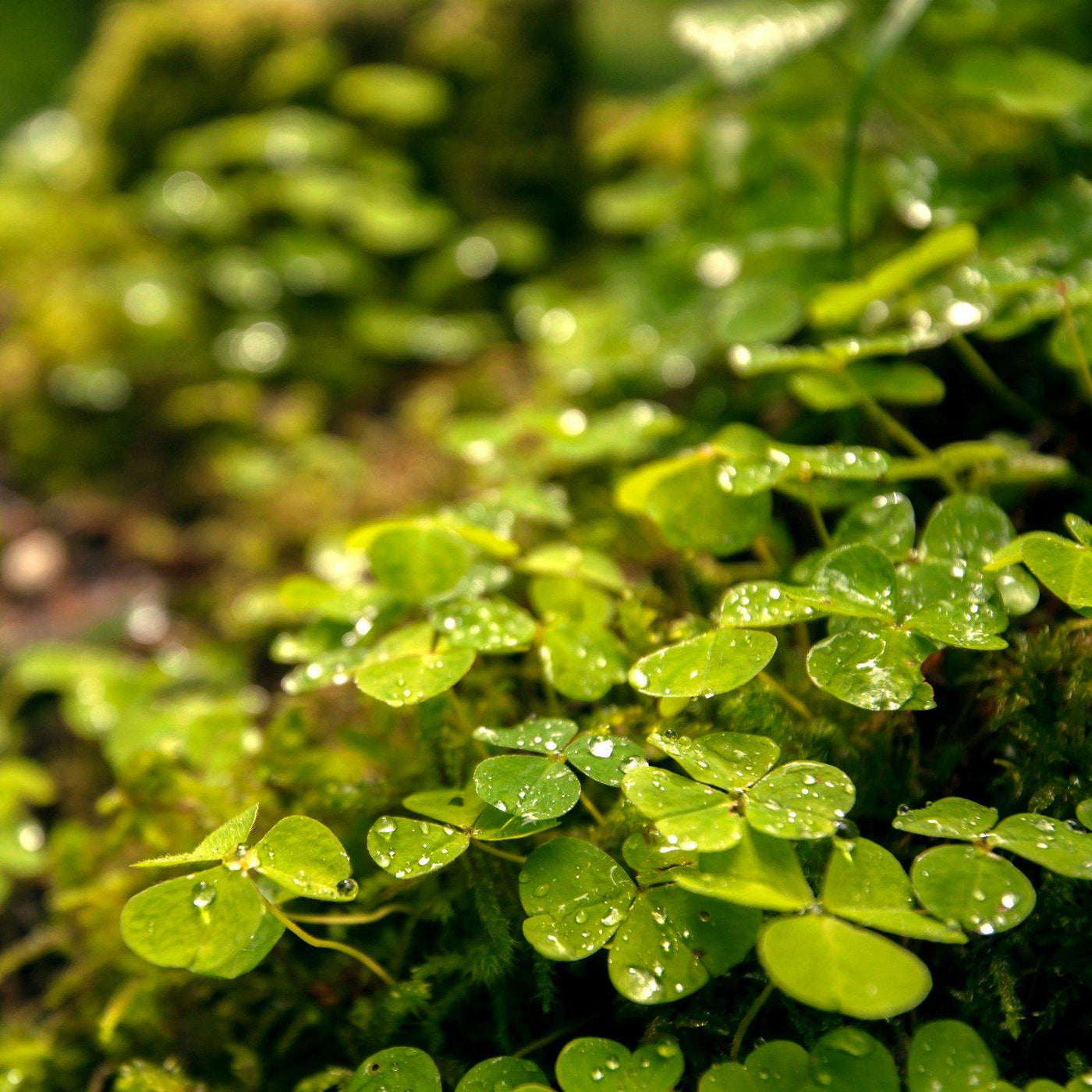 The Irish Living Urn - Green Farewells
