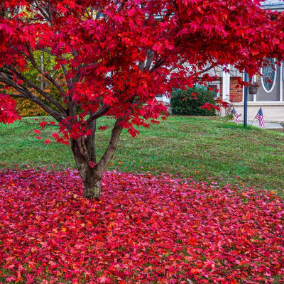 The Living Urn with a Voucher for a Tree - Endswell