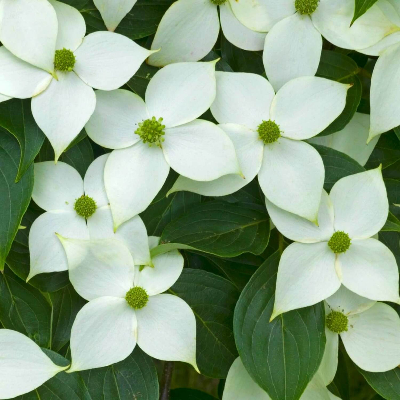 Kousa Dogwood - Endswell