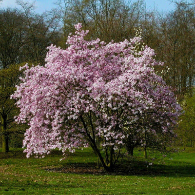 The Living Urn with a Voucher for a Tree - Perry