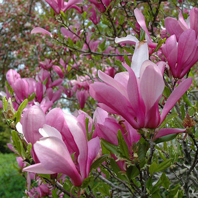 The Living Urn with a Voucher for a Tree - Lotus