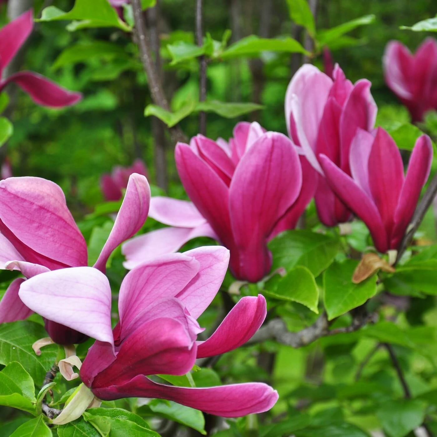 Magnolia Jane - Farris