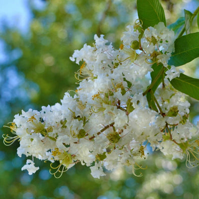 Crape Myrtle (White) - Perry