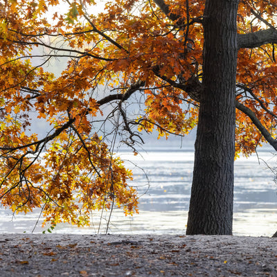 Pin Oak - Lotus