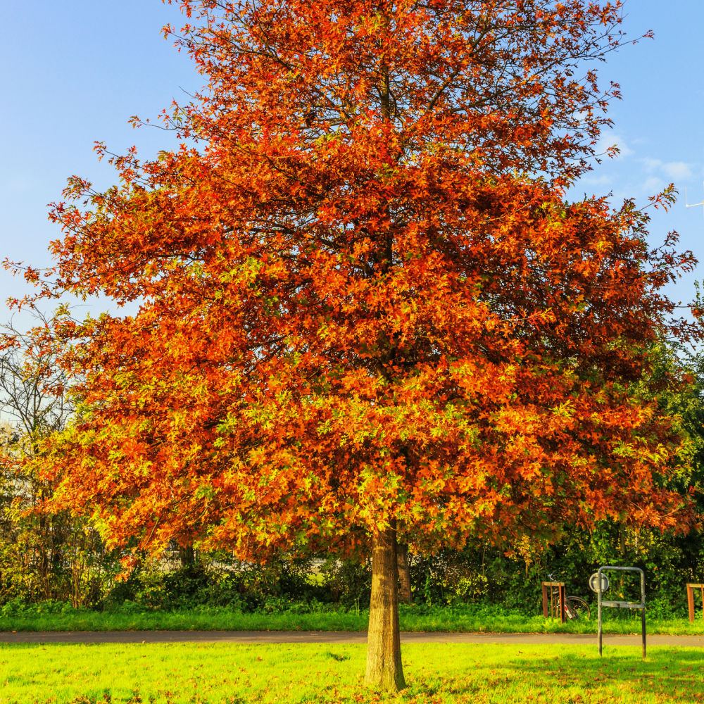 Pin Oak - Lotus