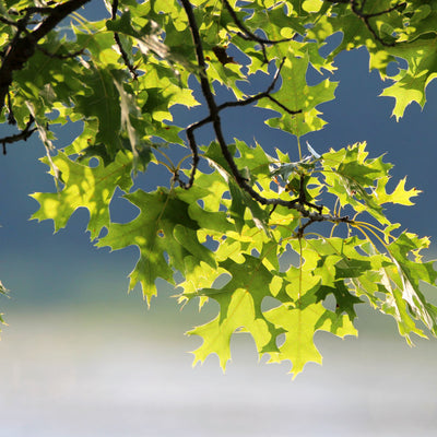 Pin Oak - Lotus