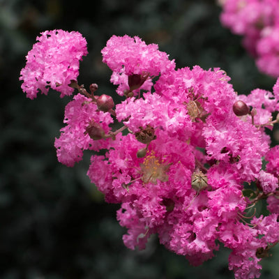 Crape Myrtle (Pink) - Endswell