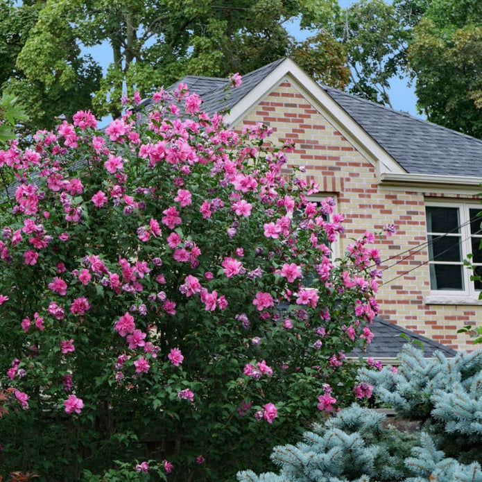 Rose of Sharon (Lucy) - Lotus