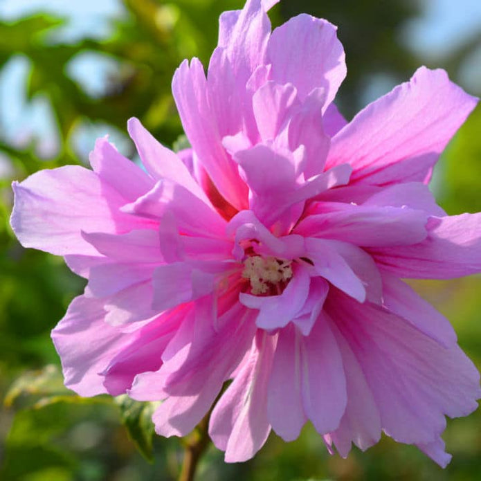 Rose of Sharon (Lucy) - Lotus