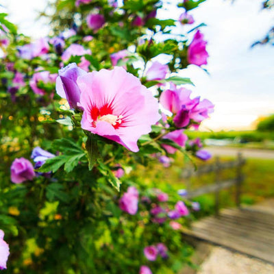 Rose of Sharon (Minerva) - Lotus