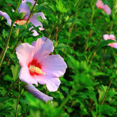 Rose of Sharon (Minerva) - Lotus