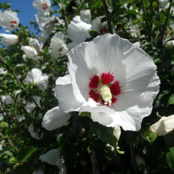 Rose of Sharon (Red Heart) - Lotus