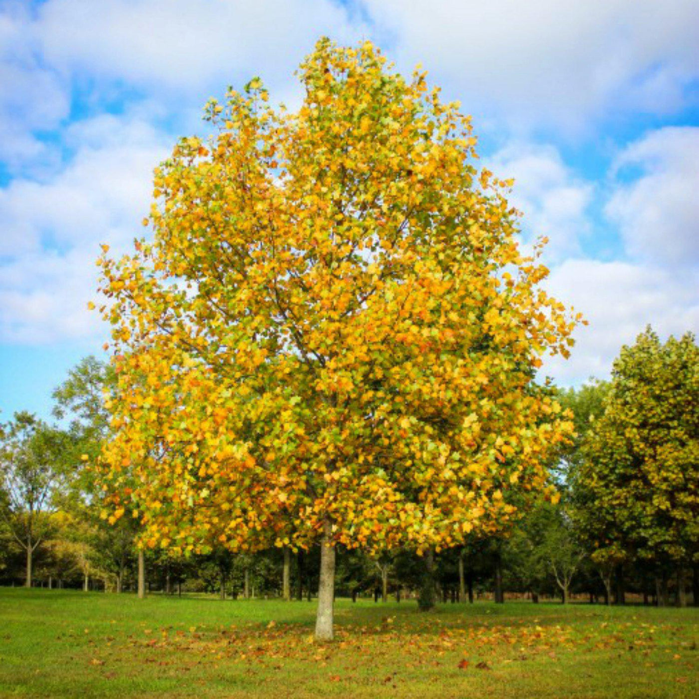 Tuliptree - Endswell