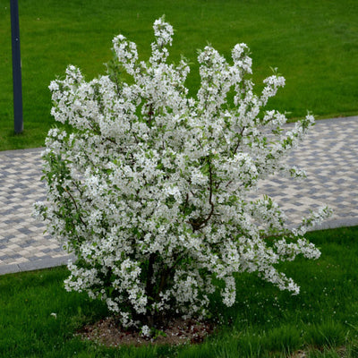White Crabapple (Sargent) - Lotus