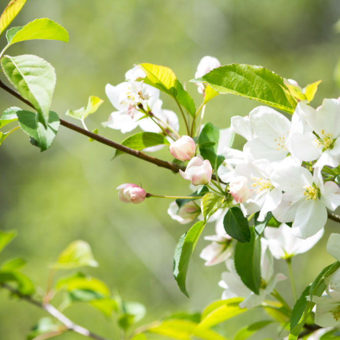 White Crabapple (Sargent) - Lotus