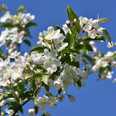 White Crabapple (Sargent) - Lotus