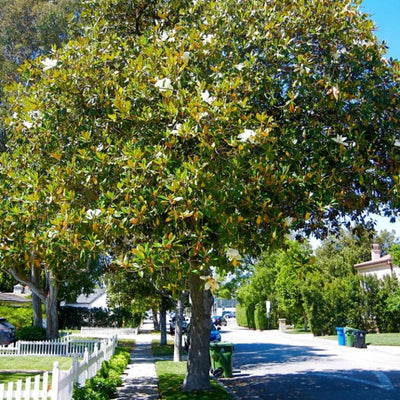 Southern Magnolia - Lotus