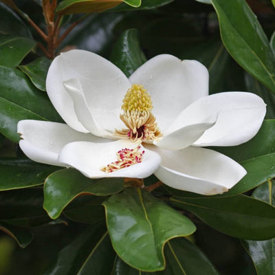 Southern Magnolia - Lotus