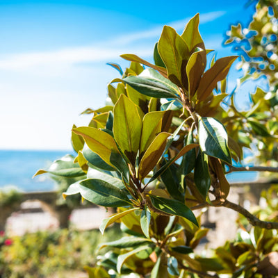 Southern Magnolia - Lotus